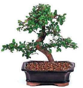 �thal bonsai japon a�ac� Atat�rk Mah yurti�i �i�ek sipari�i 