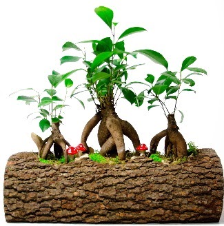 Do�al k�t�k i�inde 3 Bonsai Japon a�ac� Tando�an Mah g�venli kaliteli h�zl� �i�ek 