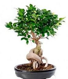 Bonsai japon a�ac� seramik i�inde Sel�uklu Mah kaliteli taze ve ucuz �i�ekler 