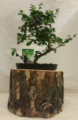 Doal ktk iinde bonsai japon aac Bahekap Mah cicekciler , cicek siparisi 
