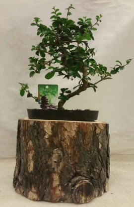 Do�al k�t�k i�inde bonsai japon a�ac� Bah�ekap� Mah cicekciler , cicek siparisi 
