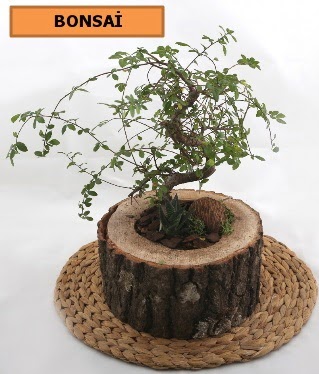 Do�al a�a� k�t�k i�erisinde bonsai bitkisi Plevne Mahallesi �i�ek ma�azas� 