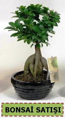 Bonsai japon a�ac� ginseng bonsai me�rutiyet �i�ek�i ma�azas� 