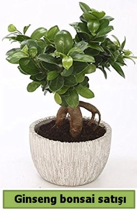 Ginseng bonsai japon a�ac� sat��� H�rriyet Mah 14 �ubat sevgililer g�n� �i�ek 