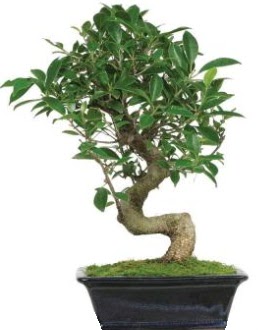Bonsai saks� bitkisi japon a�ac� Menderes Mah �i�ek yolla , �i�ek g�nder 