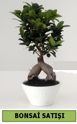 Bonsai japon a�ac� sat��� Atat�rk Mahallesi �i�ek sipari�i 