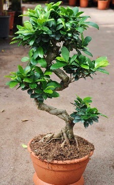 Orta boy bonsai saks bitkisi Sincan iek siparii vermek 