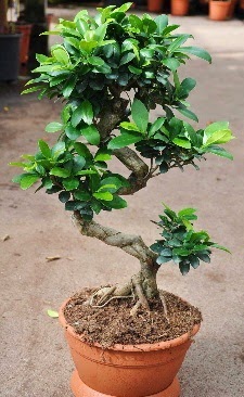 Orta boy bonsai saks� bitkisi Sincan �i�ek sipari�i vermek 