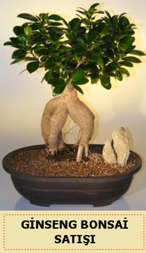 �thal Ginseng bonsai sat��� japon a�ac� Atat�rk Mah yurti�i �i�ek sipari�i 