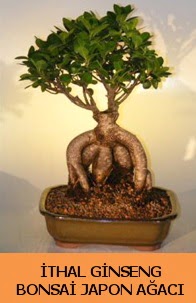 �thal japon a�ac� ginseng bonsai sat��� Bah�ekap� Mah cicekciler , cicek siparisi 