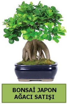 Bonsai japon a�ac� sat��� Mara�al�akmak Mah sevgilime hediye �i�ek 