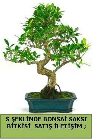 thal S eklinde dal erilii bonsai sat Ankara Sincan cicekci 