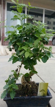 Bonsai japon a�ac� saks� bitkisi Menderes Mah �i�ek yolla , �i�ek g�nder 