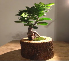Do�al k�t�kte Bonsai japon a�ac� sat��� Tando�an Mah g�venli kaliteli h�zl� �i�ek 