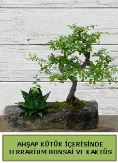 Ah�ap k�t�k bonsai kakt�s teraryum Sincan �i�ek sipari�i vermek 