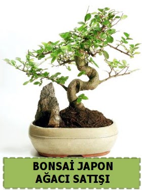 Bonsai japon  aac sat Minyatr thal Sincan iek siparii vermek 
