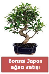 Japon aac bonsai sat Atatrk Mah yurtii iek siparii 