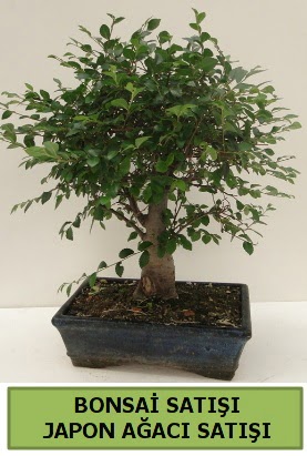 Minyatr bonsai japon aac sat Plevne Mahallesi iek maazas 