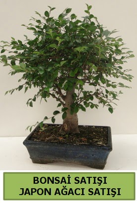 Minyat�r bonsai japon a�ac� sat��� Plevne Mahallesi �i�ek ma�azas� 