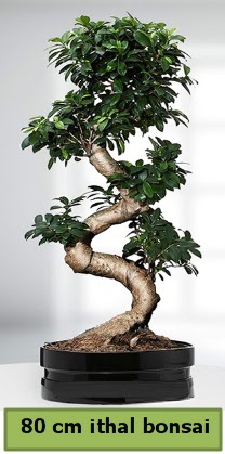 80 cm zel saksda bonsai bitkisi Hrriyet Mah 14 ubat sevgililer gn iek 