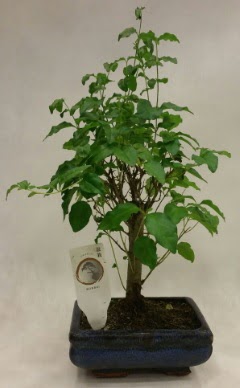 Minyatr bonsai japon aac sat Hrriyet Mah 14 ubat sevgililer gn iek 