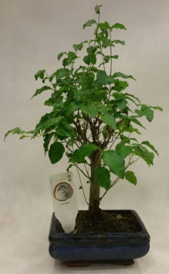 Minyat�r bonsai japon a�ac� sat��� H�rriyet Mah 14 �ubat sevgililer g�n� �i�ek 