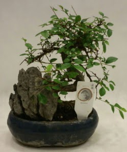thal 1.ci kalite bonsai japon aac Maraalakmak Mah sevgilime hediye iek 