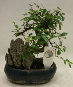 �thal 1.ci kalite bonsai japon a�ac� Mara�al�akmak Mah sevgilime hediye �i�ek 