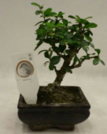 Kk minyatr bonsai japon aac Ankara Sincan cicekci 