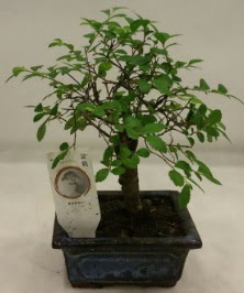 Minyat�r ithal japon a�ac� bonsai bitkisi Mara�al�akmak Mah sevgilime hediye �i�ek 