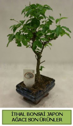 thal bonsai japon aac bitkisi Akemsettin Mahallesi internetten iek sat 