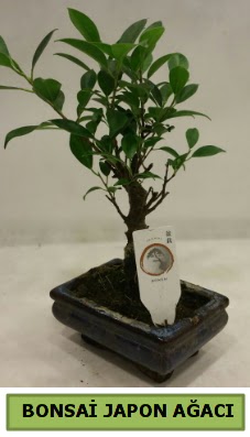 Bonsai japon a�ac� saks� bitkisi Atat�rk Mahallesi �i�ek sipari�i 