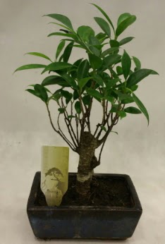 Japon aac bonsai bitkisi sat Hrriyet Mah 14 ubat sevgililer gn iek 