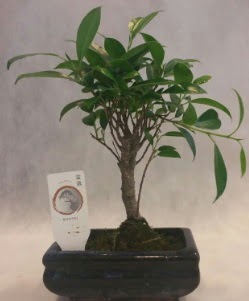 Bonsai japon a�ac� bitkisi sat��� Plevne Mahallesi �i�ek ma�azas� 