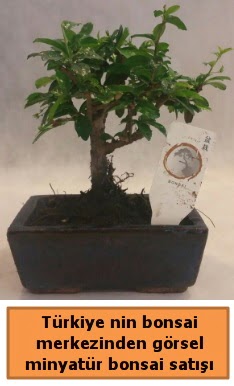 Japon aac bonsai sat ithal grsel Erturulgazi Mah iek gnderme 