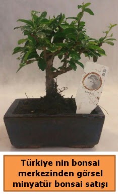 Japon a�ac� bonsai sat��� ithal g�rsel Ertu�rulgazi Mah �i�ek g�nderme 