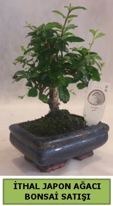 thal japon aac bonsai bitkisi sat Hrriyet Mah 14 ubat sevgililer gn iek 