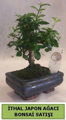 �thal japon a�ac� bonsai bitkisi sat��� H�rriyet Mah 14 �ubat sevgililer g�n� �i�ek 