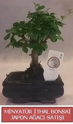 K���k g�rsel bonsai japon a�ac� bitkisi P�narba�� Mahallesi �i�ek�i adresleri 