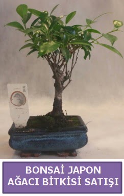 �thal Bonsai japon a�ac� bitkisi sat��� Bah�ekap� Mah cicekciler , cicek siparisi 
