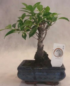 Bonsai a�ac� japon a�a� bitkisi Ertu�rulgazi Mah �i�ek g�nderme 