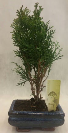 SINIRLI SAYIDA �R�N Selvi Bonsai Bah�ekap� Mah cicekciler , cicek siparisi 