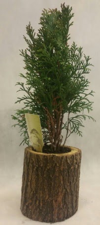 SINIRLI STOK Selvi Bonsai Do�al k�t�kte Bah�ekap� Mah cicekciler , cicek siparisi 