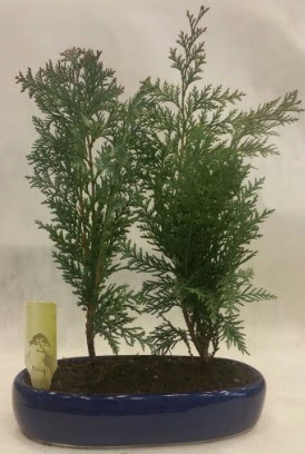 SINIRLI SAYIDA Selvi A�ac� bonsai ikili H�rriyet Mah 14 �ubat sevgililer g�n� �i�ek 