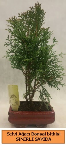 Selvi aac bonsai japon aac bitkisi Maraalakmak Mah sevgilime hediye iek 