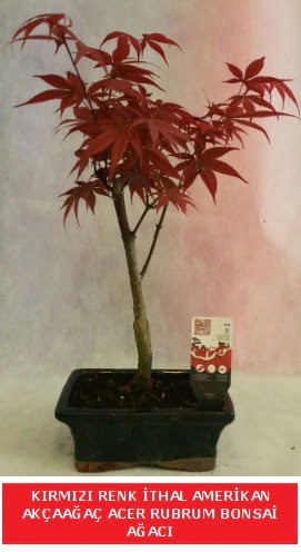 �THAL ACER RUBRUM BONSA� A�ACI Plevne Mahallesi �i�ek ma�azas� 