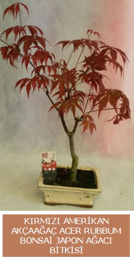 Amerikan ak�aa�a� Acer Rubrum bonsai Gaziosmanpa�a Mah �i�ek g�nderme 