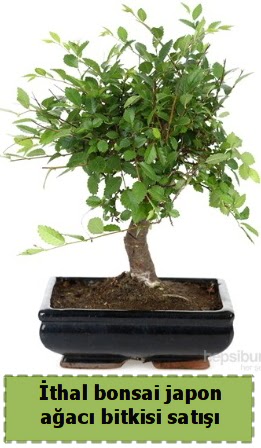 thal bonsai saks iei Japon aac sat Bahekap Mah cicekciler , cicek siparisi 
