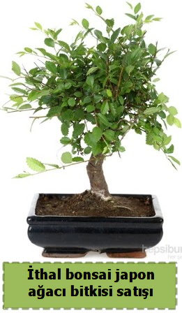 �thal bonsai saks� �i�e�i Japon a�ac� sat��� Bah�ekap� Mah cicekciler , cicek siparisi 