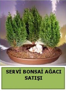 BONSA� 3 L� SERV� BONSA� A�ACI H�rriyet Mah 14 �ubat sevgililer g�n� �i�ek 